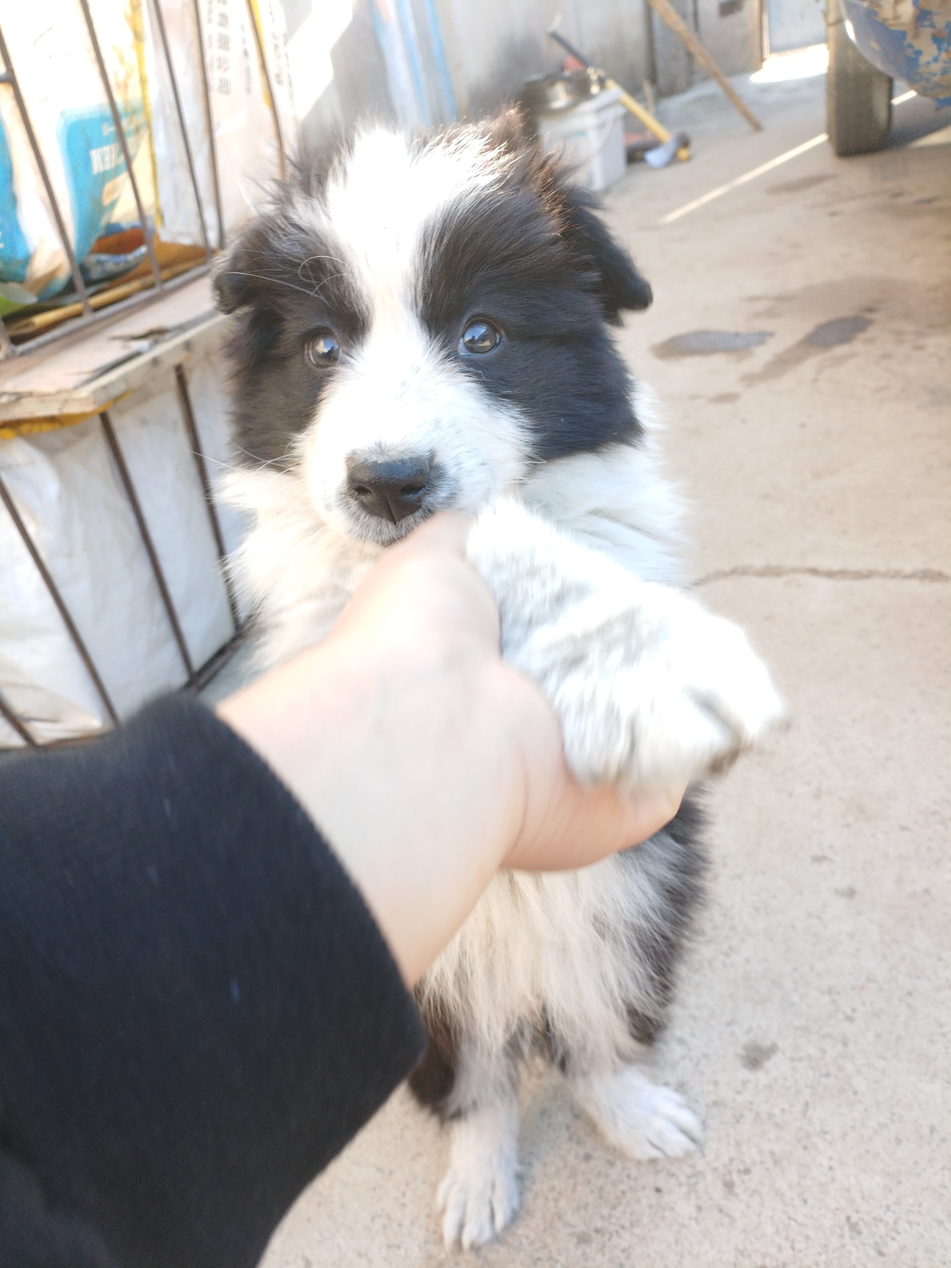 两个月的边牧幼犬  价钱可商议